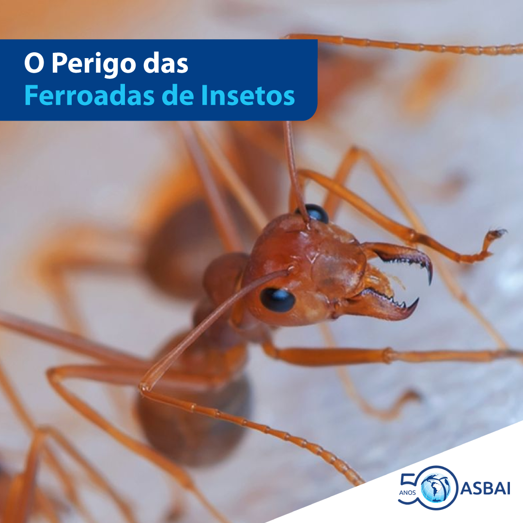 Ferroadas de insetos podem ser graves e causar anafilaxia